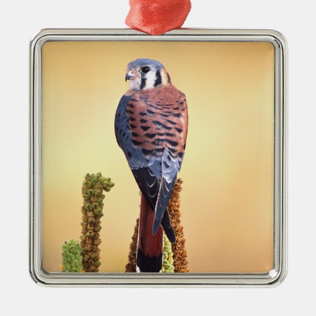 Ornement Métallique Kestrel, Falco sparverius, Native de US & Canada (Devant)
