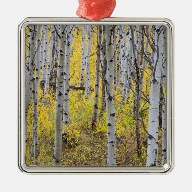Ornement Métallique La forêt d'Aspen dans la couleur de l'automne de p (Devant)