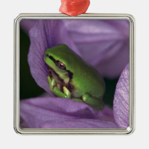 Ornement Métallique L'arbre-grenouille du blanc