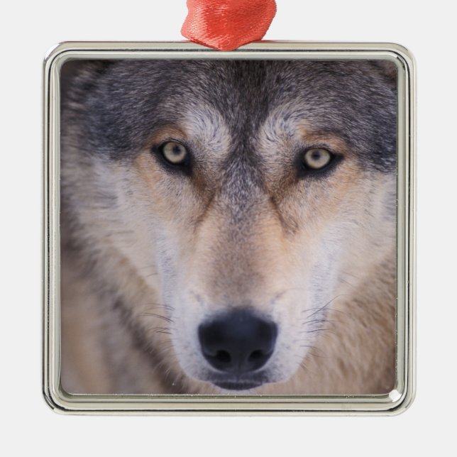 Ornement Métallique loup gris, Canis lupus, gros plan des yeux (Devant)