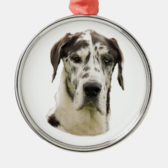 Ornement Métallique Photo de chien de great dane de harlequin (Devant)
