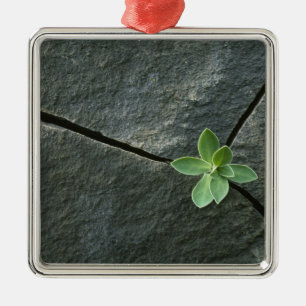 Ornement Métallique Plante s'élevant à Boulder criqué