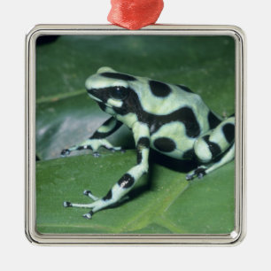 Ornement Métallique Poison Dart Frog, (Dendrobates auratus) Cahuita
