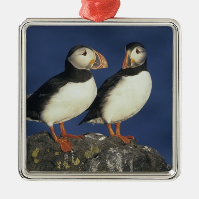 Ornement Métallique Puffin de l'Atlantique (Devant)