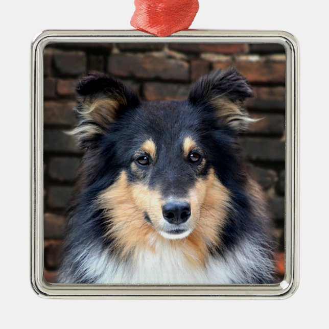 Ornement Métallique Tricolor Sheltie face (Devant)