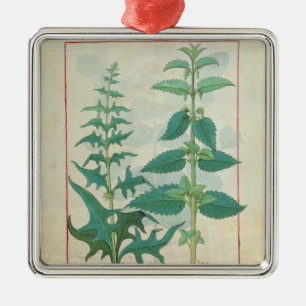 Ornement Métallique Urticaceae