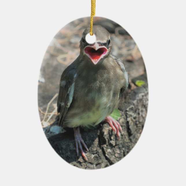 Ornement mignon d'animal d'oiseau de bébé (Devant)