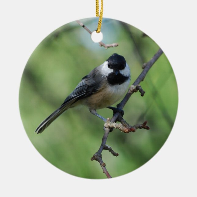 ornement Noir-couvert de Chickadee (Devant)