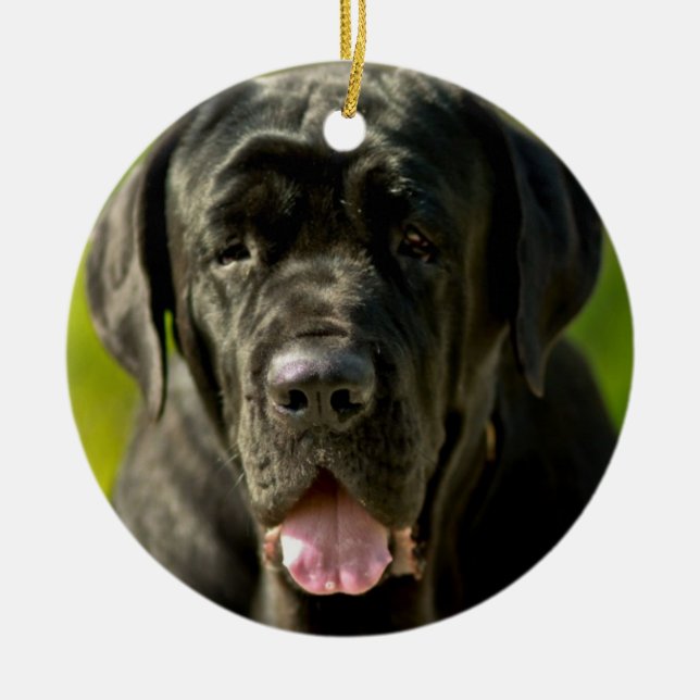 Ornement noir de mastiff (Devant)