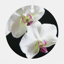 Orchidées blanches sur noir