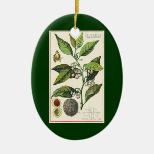 Ornement Ovale En Céramique 2 épices Vintages Plantes, noix de muscade et poiv