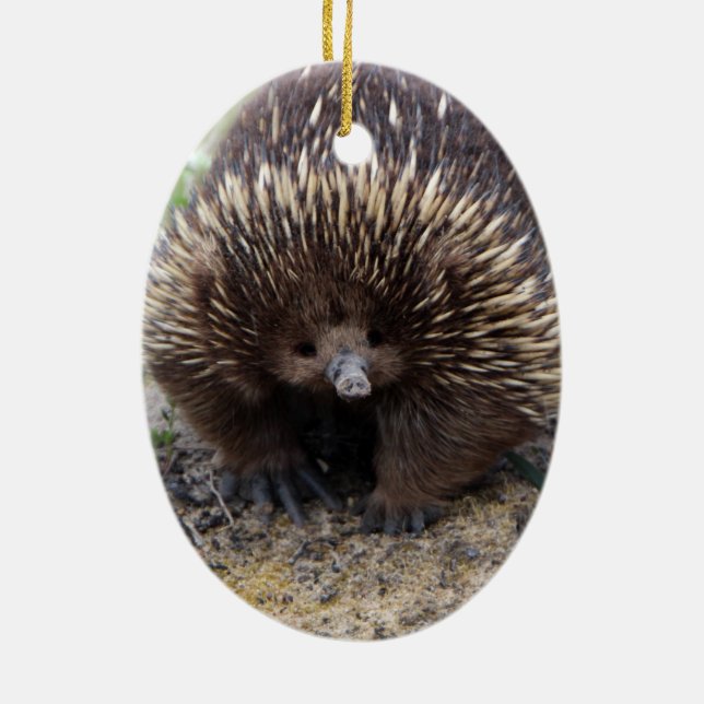 Ornement Ovale En Céramique Australie Echidna Cute Animal Photo (Dos)
