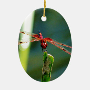 Ornement Ovale En Céramique Dragonfly frontale rouge et noire