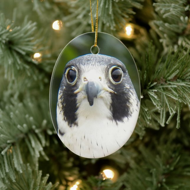 Ornement Ovale En Céramique Faucon pèlerin Oiseau de proie Photo (Arbre)