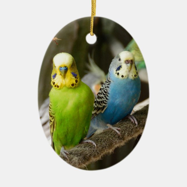 Ornement Ovale En Céramique Oiseau coloré de perruche (Devant)