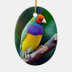 Ornement Ovale En Céramique Pinson de Gould coloré