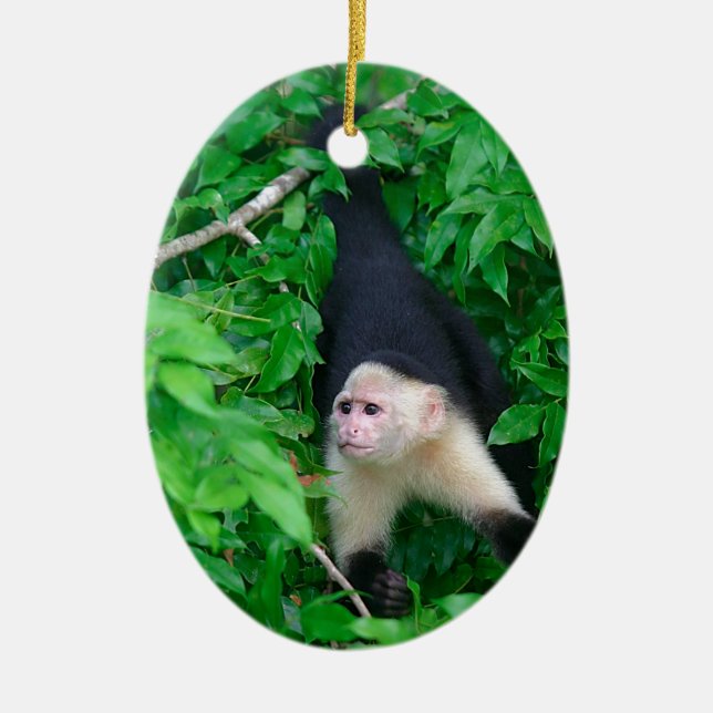 Ornement Ovale En Céramique Singe capucin à visage blanc (Devant)