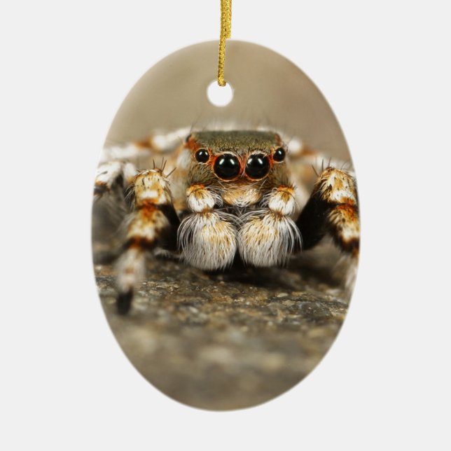 Ornement Ovale En Céramique Tarantula Jumping Bird Spider fantastiques accesso (Devant)