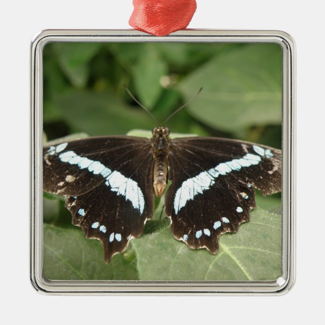 Ornement Papillon Tropical Noir et Blanc (Devant)