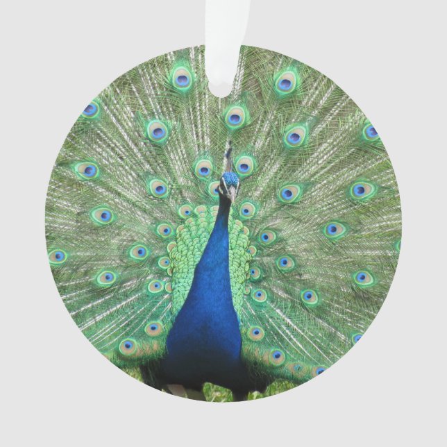Ornement - Peackock (devant)