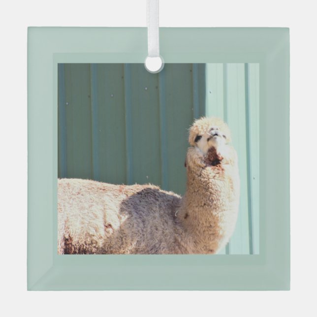 Ornement photo Alpaca (Recto)