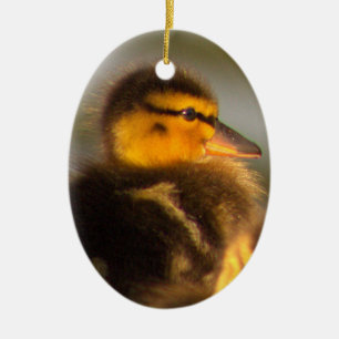 Ornement photo de canard