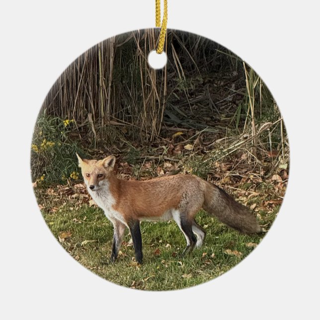 Ornement photo Fox (Devant)