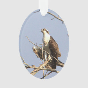Ornement photo Osprey