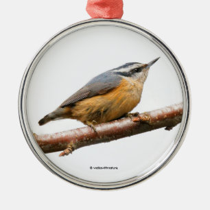Ornement Rond Argenté Beau oiseau-chanteur à poitrine rouge sur Branche