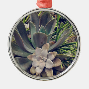 Ornement Rond Argenté Beaux succulents