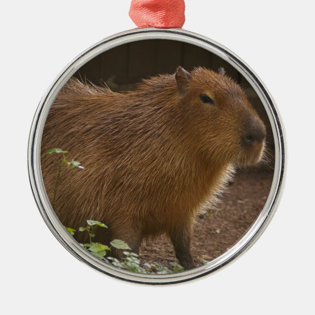 Ornement Rond Argenté Capybara (Devant)