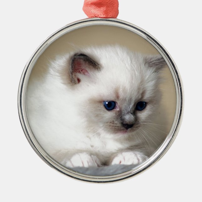 Ornement Rond Argenté Chaton de Ragdoll (Devant)