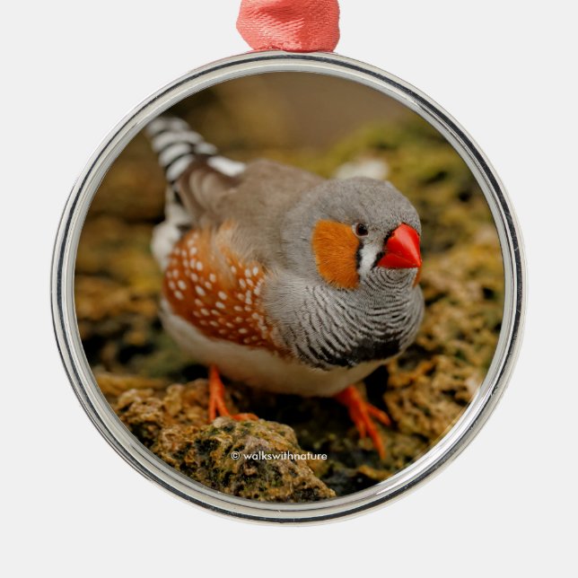 Ornement Rond Argenté Cute Zebra Finch Songbird sur les rochers (Devant)