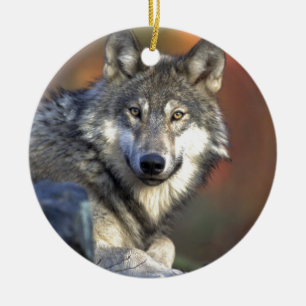 Ornement Rond En Céramique Beau loup