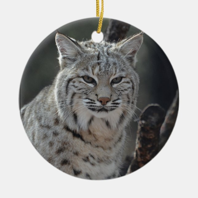 Ornement Rond En Céramique Chat sauvage de rampement (Devant)