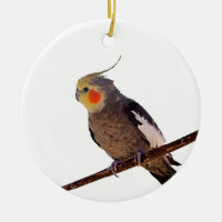 Cockatiel gris et jaune Pet Oiseau couleur photo