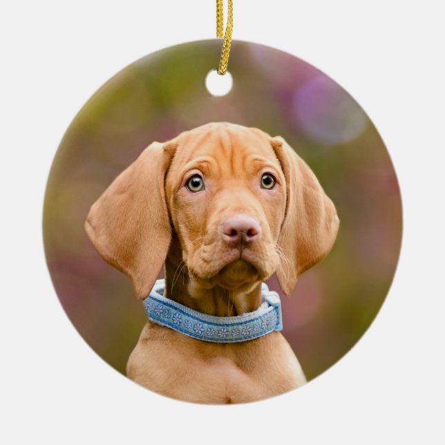 Ornement Rond En Céramique Cute puppyeyed Affarian Vizsla Dog Puppy Photo , (Devant)