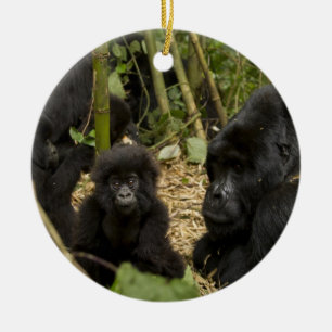 Ornement Rond En Céramique Gorille des montagnes, adulte avec jeune