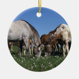 Ornement Rond En Céramique Groupe de pâturage de chevaux d'Appaloosa