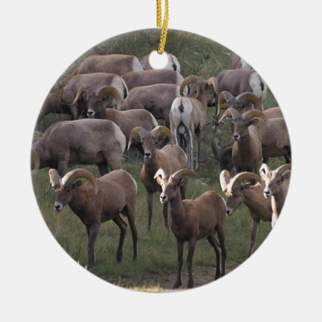 Ornement Rond En Céramique Jeune mouton de Bighorn (Devant)