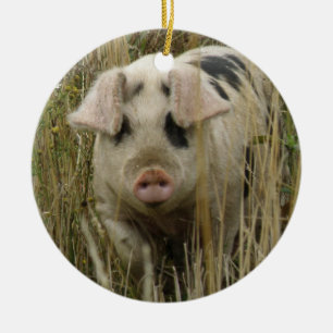 Ornement Rond En Céramique Jour d'anniversaire personnalisé pour le porc mign