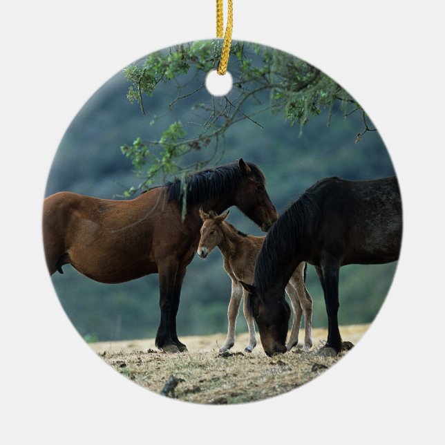 Ornement Rond En Céramique Jument et poulain sauvages de mustang (Devant)