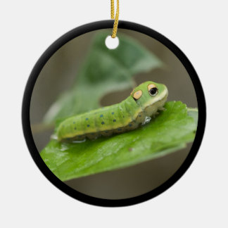 Ornement Rond En Céramique Larva de la chenille papillon