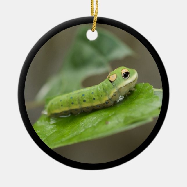 Ornement Rond En Céramique Larva de la chenille papillon (Devant)