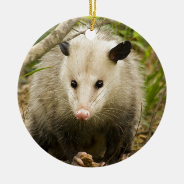 Ornement Rond En Céramique Les opossums sont jolis - opossum Didelphimorphia (Devant)