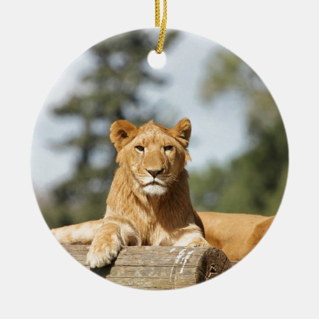 Ornement Rond En Céramique Lion femelle (Devant)
