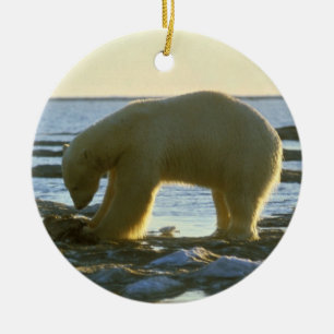 Ornement Rond En Céramique Ours blanc blanc