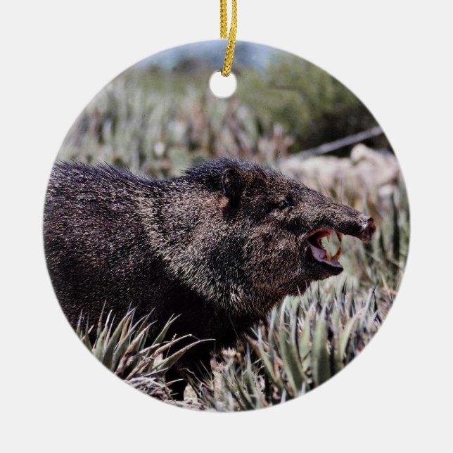 Ornement Rond En Céramique Peccary colleté (javelina) baîllant parmi la (Devant)