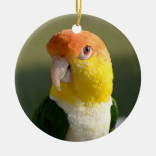 Ornement Rond En Céramique Perroquet de caïque gonflé par blanc mignon