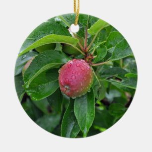Ornement Rond En Céramique Pomme rouge fraîche sur l'arbre